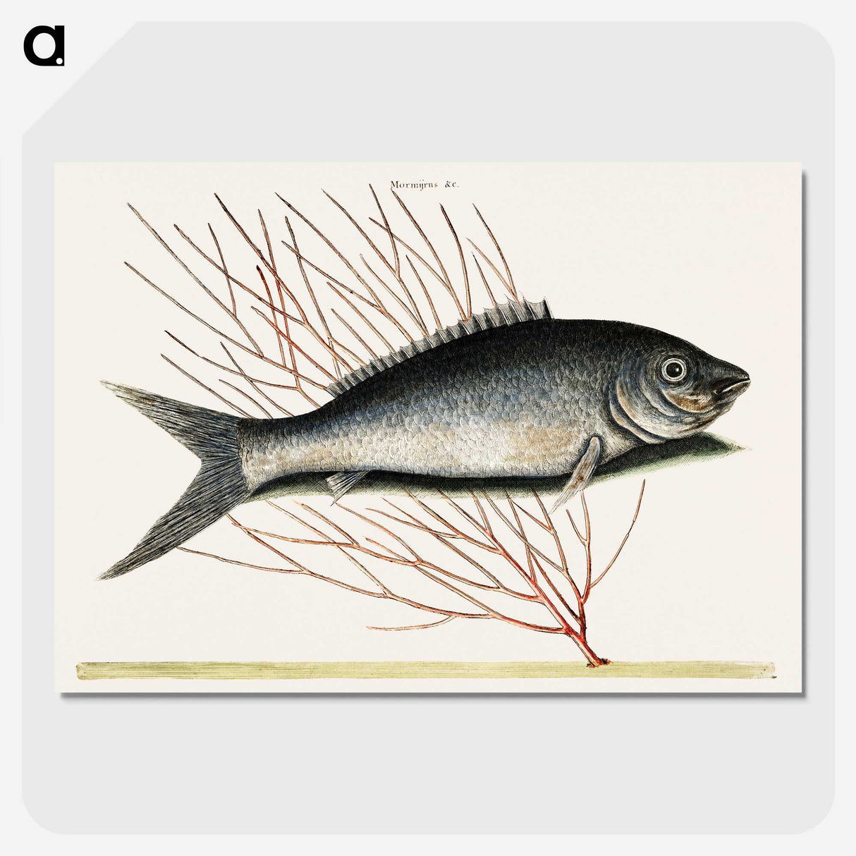 2-59_Mark-Catesby_picture-crop