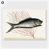 2-59_Mark-Catesby_picture-crop