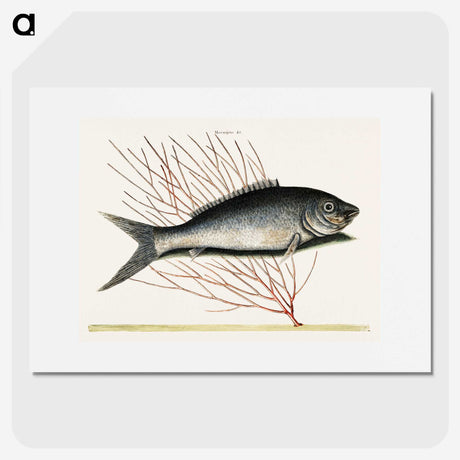 2-59_Mark-Catesby_picture