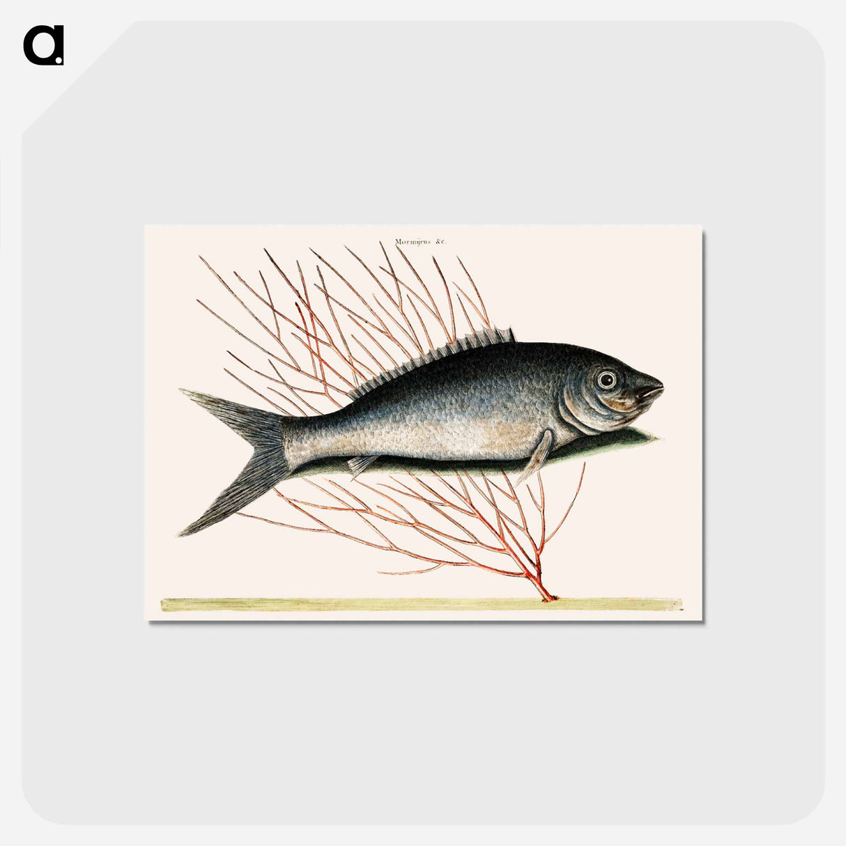 アートポストカード-Bone-Fish
 - マーク ケイツビー Postcard.
