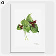2-59_Mary-Vaux-Walcott_picture