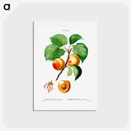 アートポストカード-Apricon (Armeniaca vulgaris) - ピエール ジョゼフ ルドゥーテ Postcard.