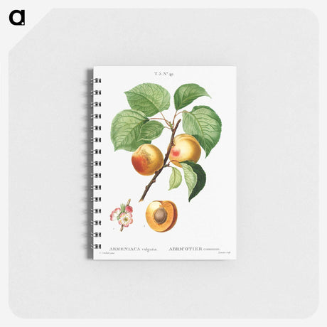 2-59_Pierre-Joseph-Redoute_memo