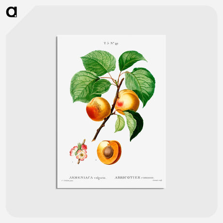 アートポストカード-Apricon (Armeniaca vulgaris) - ピエール ジョゼフ ルドゥーテ Postcard.