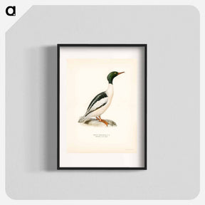 アートポスター-Common Merganser
 - スヴェンスカ フォグラル Poster.