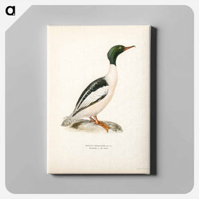 アートパネル-Common Merganser
 - スヴェンスカ フォグラル Canvas.