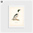 アートポストカード-Common Merganser
 - スヴェンスカ フォグラル Postcard.