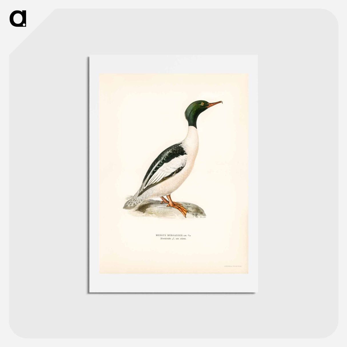 アートポストカード-Common Merganser
 - スヴェンスカ フォグラル Postcard.