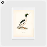 アートポストカード-Common Merganser
 - スヴェンスカ フォグラル Postcard.