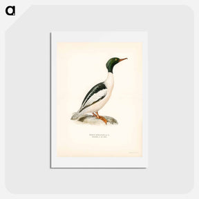アートポストカード-Common Merganser
 - スヴェンスカ フォグラル Postcard.