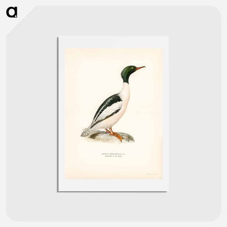 アートポストカード-Common Merganser
 - スヴェンスカ フォグラル Postcard.