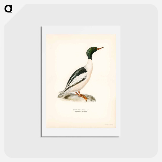 アートポストカード-Common Merganser
 - スヴェンスカ フォグラル Postcard.
