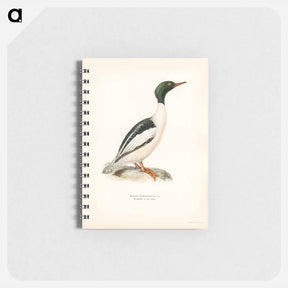 アートメモ帳-Common Merganser
 - スヴェンスカ フォグラル Memo.