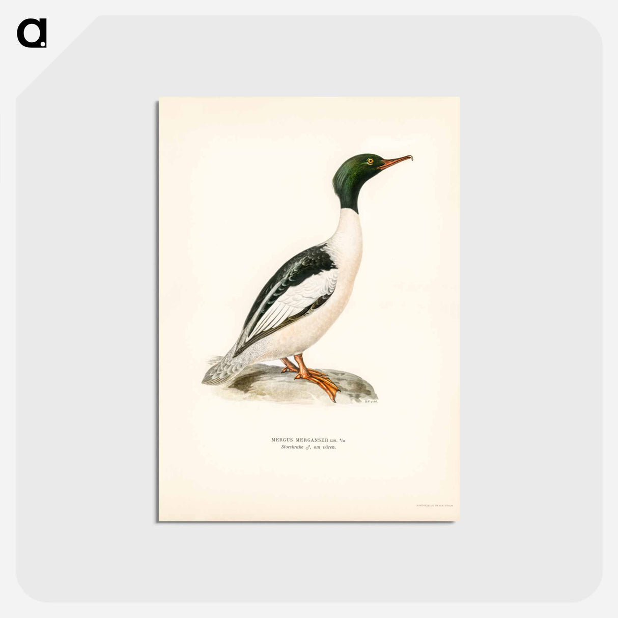 アートポストカード-Common Merganser
 - スヴェンスカ フォグラル Postcard.