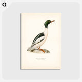 アートポストカード-Common Merganser
 - スヴェンスカ フォグラル Postcard.