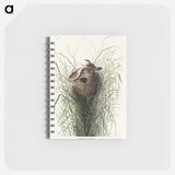 アートメモ帳-Nuttall's lesser-marsh Wren from Birds of America
 - アメリカの鳥たち Memo.