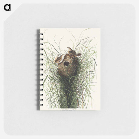 アートメモ帳-Nuttall's lesser-marsh Wren from Birds of America
 - アメリカの鳥たち Memo.