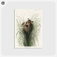 アートポストカード-Nuttall's lesser-marsh Wren from Birds of America
 - アメリカの鳥たち Postcard.