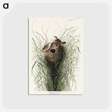 アートポストカード-Nuttall's lesser-marsh Wren from Birds of America
 - アメリカの鳥たち Postcard.