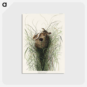 アートポストカード-Nuttall's lesser-marsh Wren from Birds of America
 - アメリカの鳥たち Postcard.