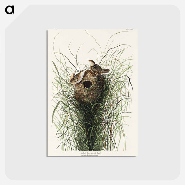 アートポストカード-Nuttall's lesser-marsh Wren from Birds of America
 - アメリカの鳥たち Postcard.