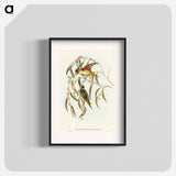 Porphyry-crowned Lorikeet
 - オーストラリアの鳥 Poster.