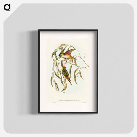アートポスター-Porphyry-crowned Lorikeet
 - オーストラリアの鳥 Poster.