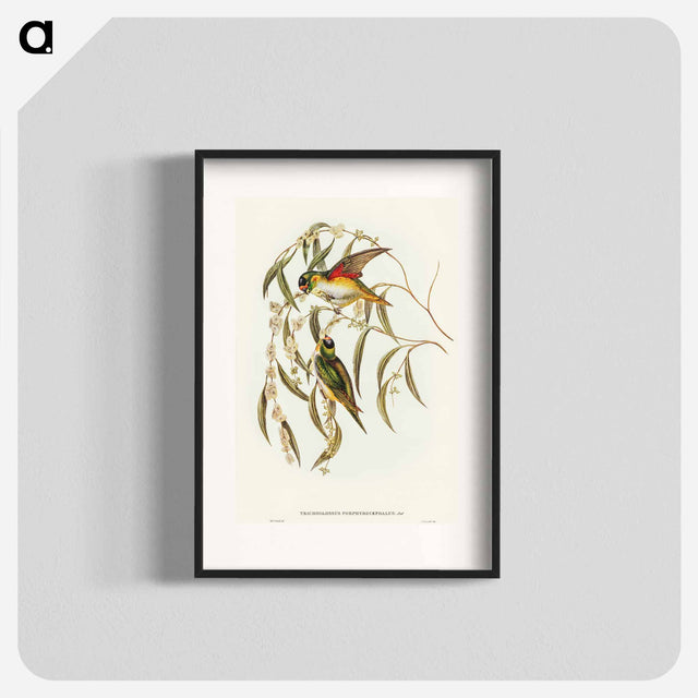 アートポスター-Porphyry-crowned Lorikeet
 - オーストラリアの鳥 Poster.