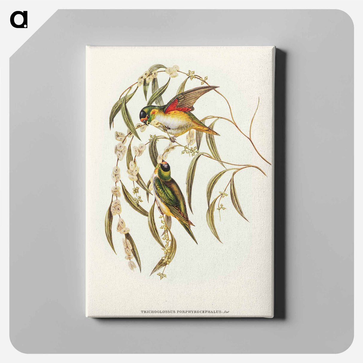 Porphyry-crowned Lorikeet
 - オーストラリアの鳥 Canvas.