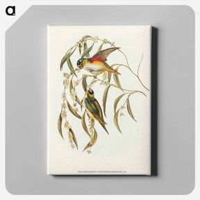 アートパネル-Porphyry-crowned Lorikeet
 - オーストラリアの鳥 Canvas.