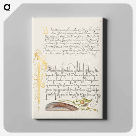 アートパネル-Noah's Ark Shell and Sneezewort from Mira Calligraphiae Monumenta
 - 書道のお手本 Canvas.