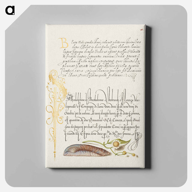 アートパネル-Noah's Ark Shell and Sneezewort from Mira Calligraphiae Monumenta
 - 書道のお手本 Canvas.