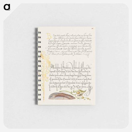 アートメモ帳-Noah's Ark Shell and Sneezewort from Mira Calligraphiae Monumenta
 - 書道のお手本 Memo.