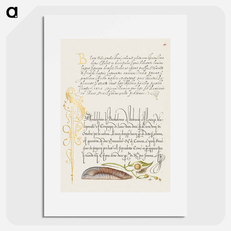 アートポスター-Noah's Ark Shell and Sneezewort from Mira Calligraphiae Monumenta
 - 書道のお手本 Poster.