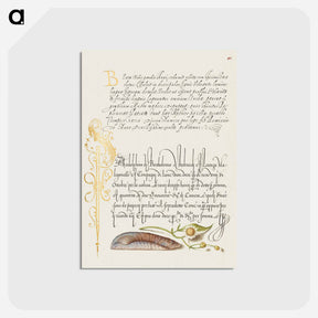 アートポストカード-Noah's Ark Shell and Sneezewort from Mira Calligraphiae Monumenta
 - 書道のお手本 Postcard.