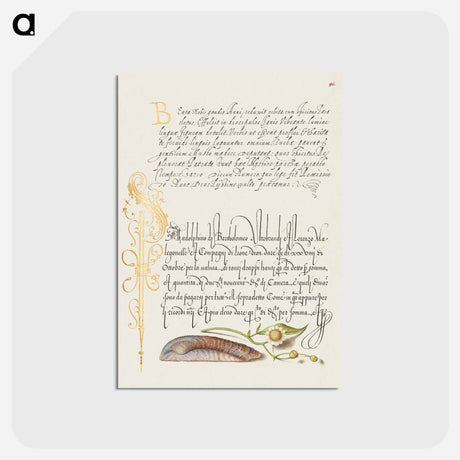 アートポストカード-Noah's Ark Shell and Sneezewort from Mira Calligraphiae Monumenta
 - 書道のお手本 Postcard.