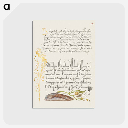 Noah's Ark Shell and Sneezewort from Mira Calligraphiae Monumenta
 - 書道のお手本 Postcard.
