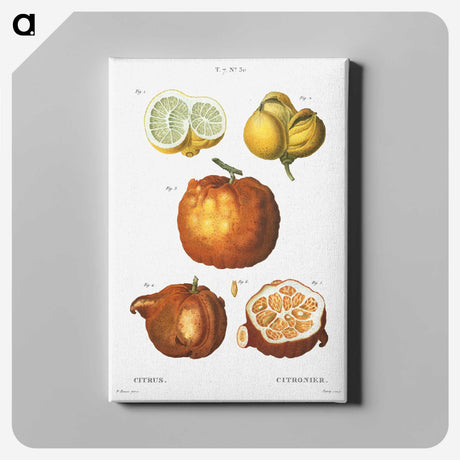 2-59_Treatise-on-Trees-and-Shrubs_canvas