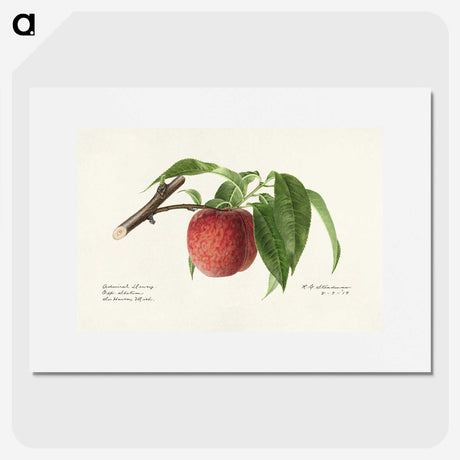 2-59_USDA-Watercolor-Fruit-Painting-Collection_picture