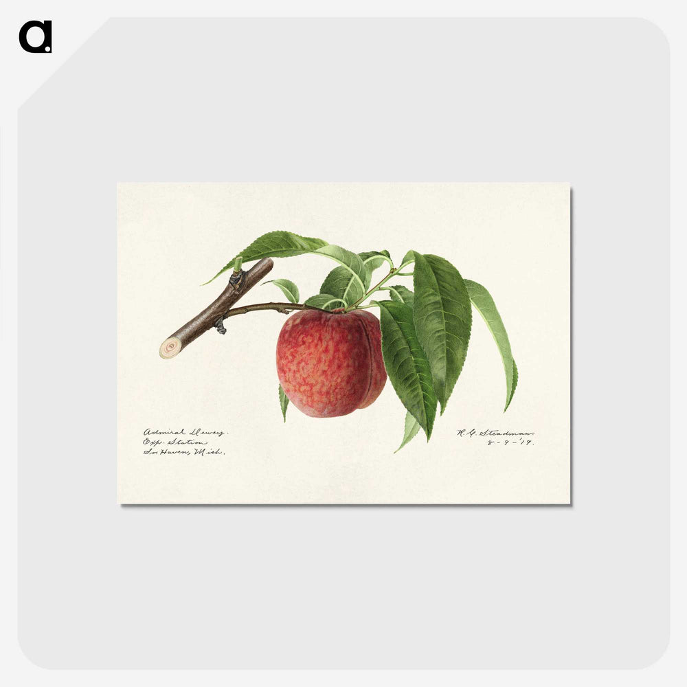 2-59_USDA-Watercolor-Fruit-Painting-Collection_postcard
