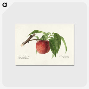 2-59_USDA-Watercolor-Fruit-Painting-Collection_postcard