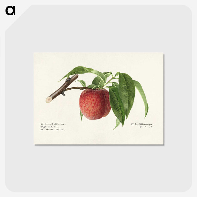 2-59_USDA-Watercolor-Fruit-Painting-Collection_postcard