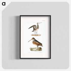 アートポスター-Ring-tailed Marlin (Limosa hudsonica) - ニューヨークの動物学 Poster.