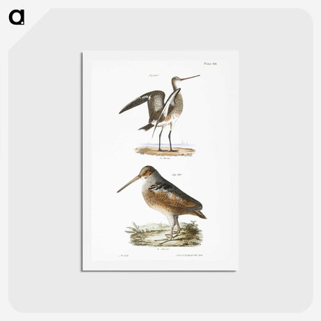 2-59_Zoology-of-New-York_hagaki