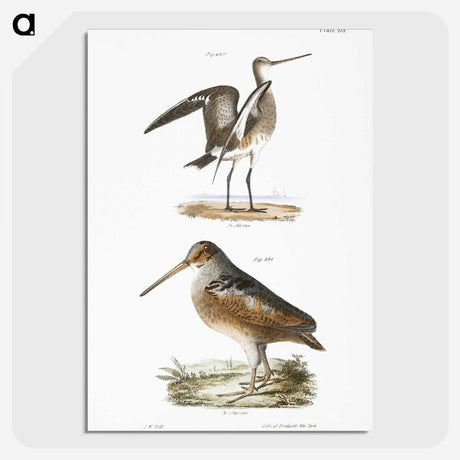 2-59_Zoology-of-New-York_picture-crop