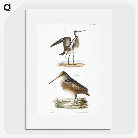 2-59_Zoology-of-New-York_picture