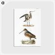 2-59_Zoology-of-New-York_postcard