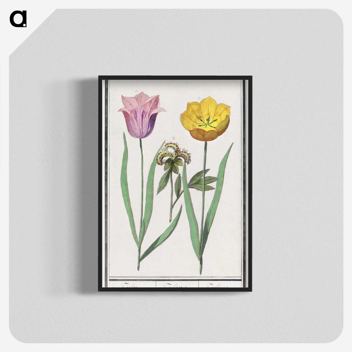 2-5_Anselmus-Boetius-de-Boodt_blk-crop