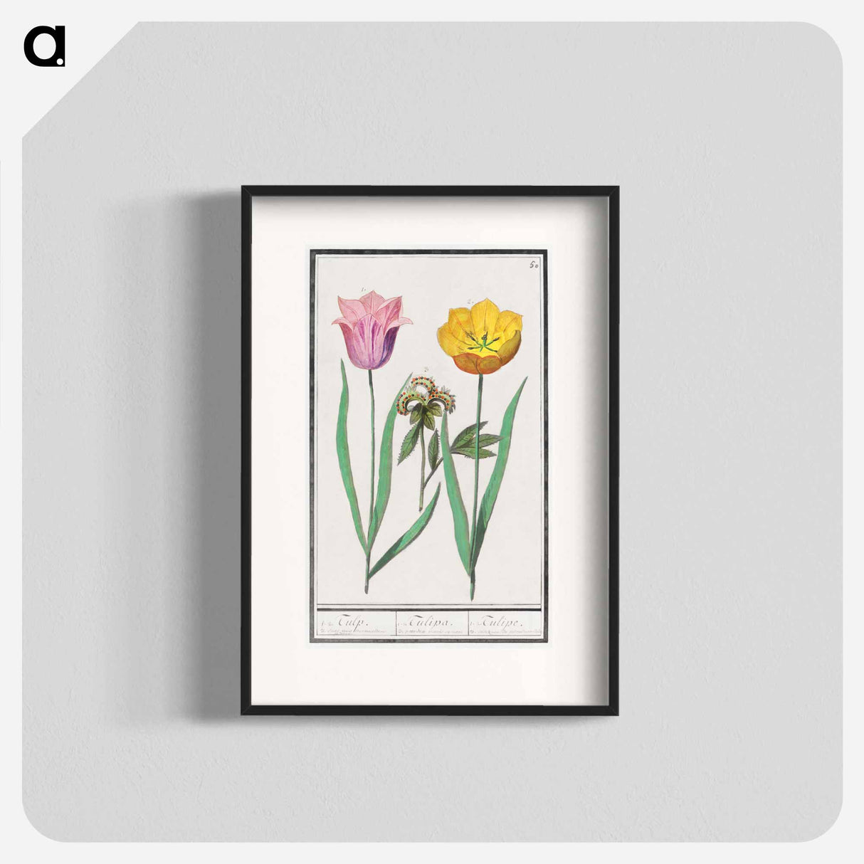 Tulip - アンセルムス ボエティウス デ ブート Poster.