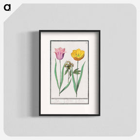 アートポスター-Tulip - アンセルムス ボエティウス デ ブート Poster.